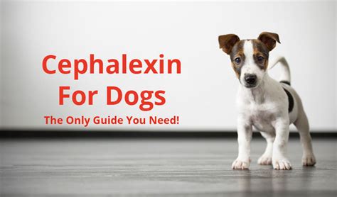 Cephalexin: A Comprehensive Guide for Dog Owners