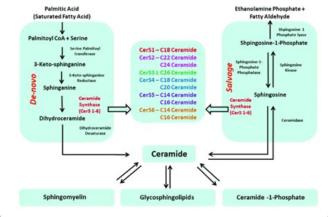 Ceramide Signaling PDF