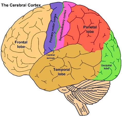 Cerebral Cortex Reader