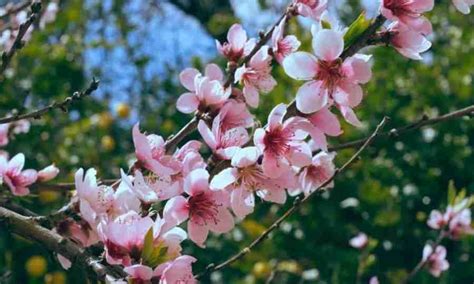 Cerejeiras em Arvore: Guia Completo para Plantar e Cuidar