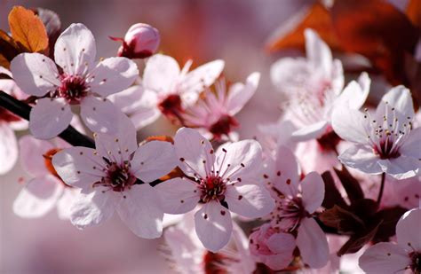 Cerezo: Desvendando a Beleza e Benefícios da Flor de Cerejeira