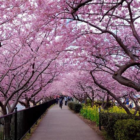 Cerezo: Desvendando os Segredos da Flor de Cerejeira do Japão