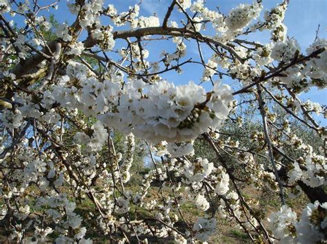Cerezo: Uma Delícia Floral com Raízes Profundas