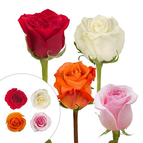 Certified Roses Catalog