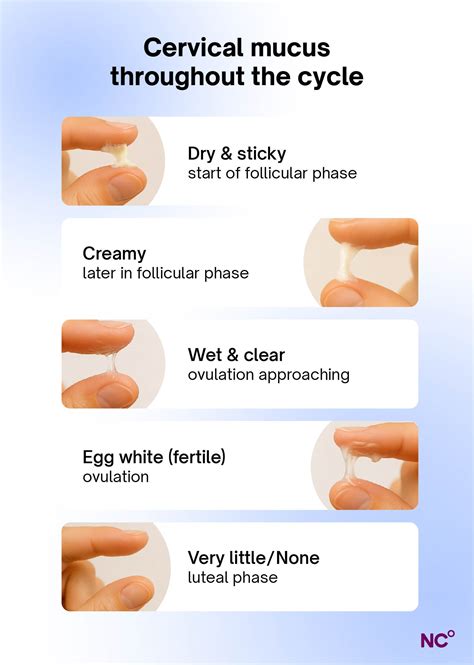Cervical Fluid Chart