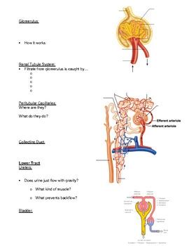 Ch 15 Urinary System Answers Reader