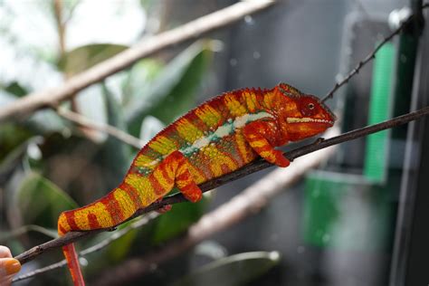 Chameleon Feeder Cup: The Essential Guide to Keeping Your Chameleon Healthy and Hydrated