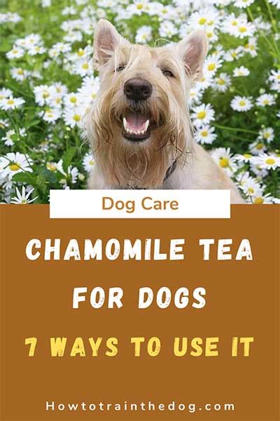 Chamomile Tea for Dogs: A Calming Elixir for Your Canine Companion