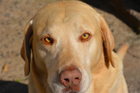 Champagne Color Labrador Retrievers: A Comprehensive Guide