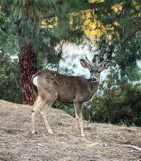 Chapter 1: Meet the Locals: Hollywood Reservoir Deer