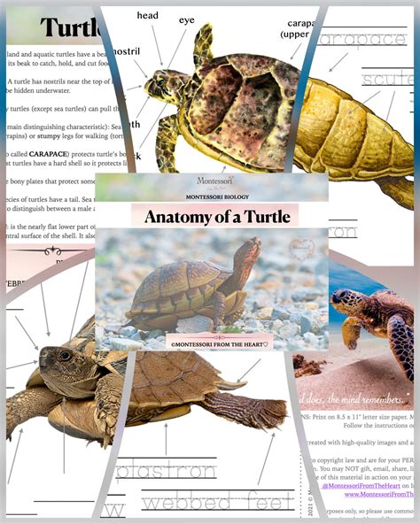 Chapter 1: Turtle Biology and Anatomy