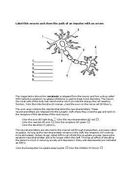 Chapter 10 Nervous System Study Guide Answers Doc