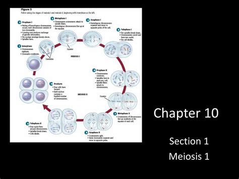 Chapter 10 Section 1 Meiosis Answers Epub