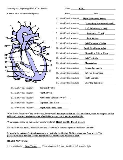 Chapter 11 Cardiovascular System Work Answers Reader