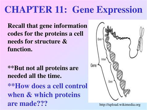 Chapter 11 Gene Expression Answer Key PDF