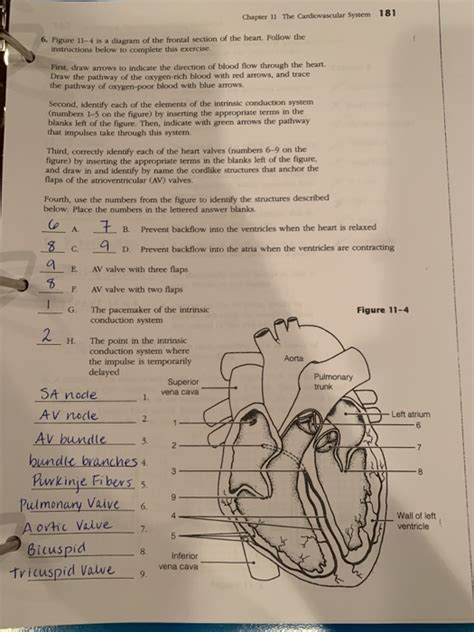 Chapter 11 The Cardiovascular System Answers Key Reader