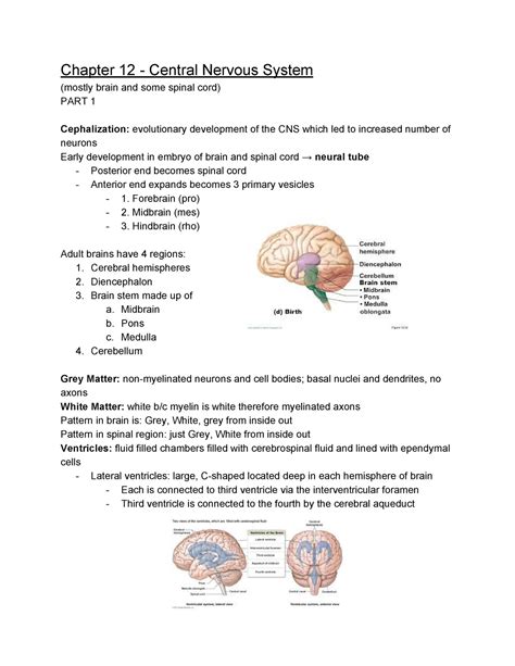 Chapter 12 The Central Nervous System Study Guide Answers Doc