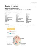 Chapter 13 Meiosis Study Guide Answers PDF