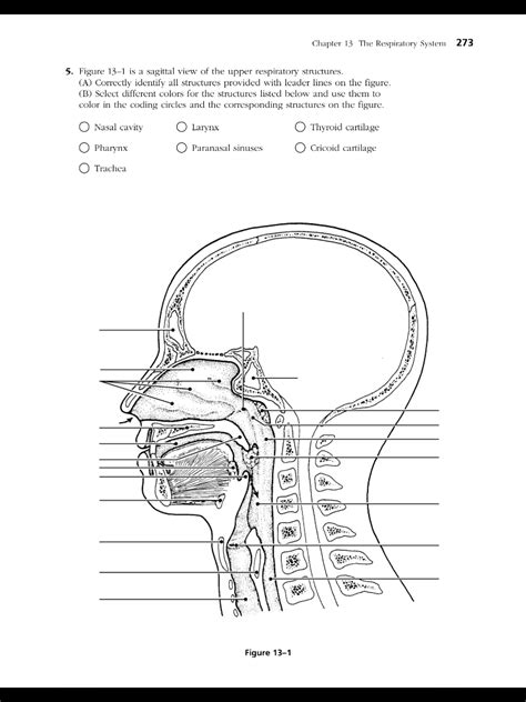 Chapter 13 The Respiratory System Coloring Workbook Answer Key Reader