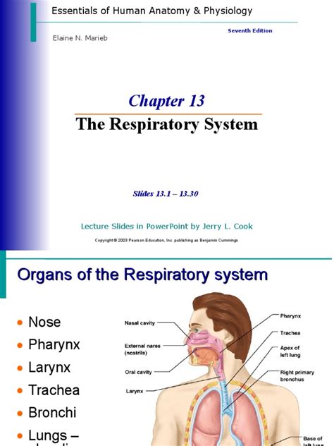 Chapter 13 The Respiratory System Short Answer Essay Kindle Editon