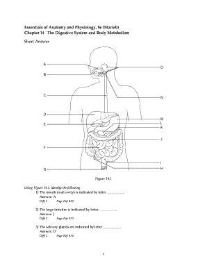 Chapter 14 The Digestive System And Body Metabolism Answer Key Reader