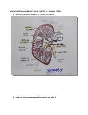 Chapter 15 The Urinary System Answer Key Doc