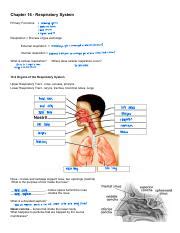 Chapter 16 Respiratory System Mastery Test Answers Doc