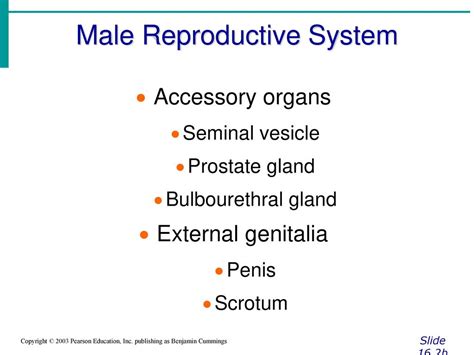 Chapter 16 The Reproductive System Answer Key Page 277 Reader