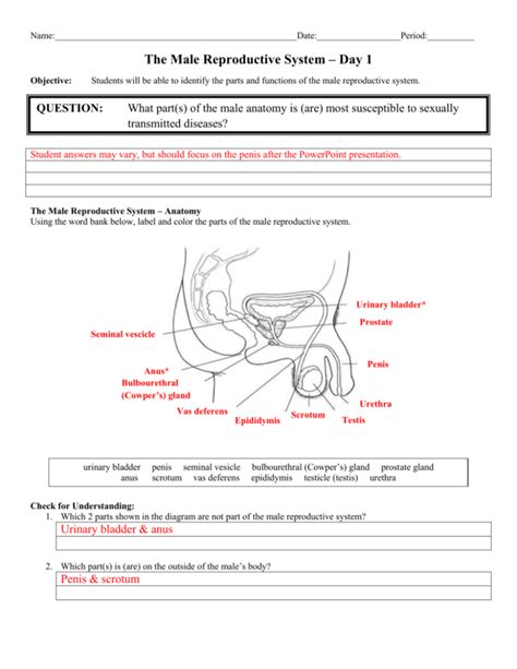 Chapter 16 The Reproductive System Packet Answers PDF