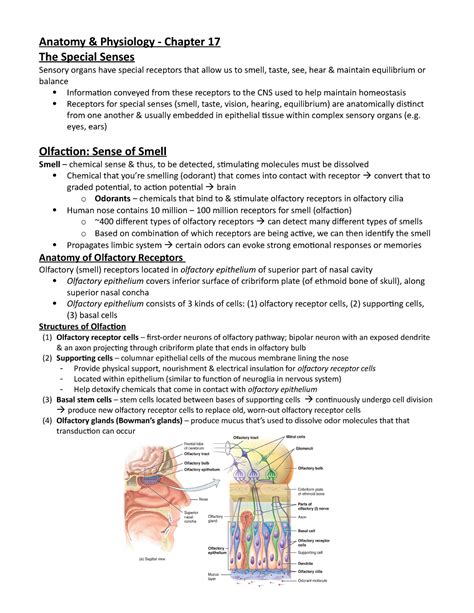 Chapter 17 The Special Senses Answer Key Epub