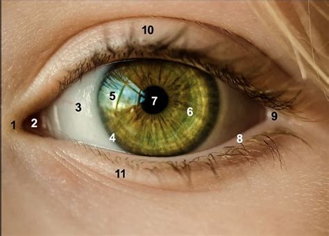 Chapter 17 Vision Health Assessment Quizlet