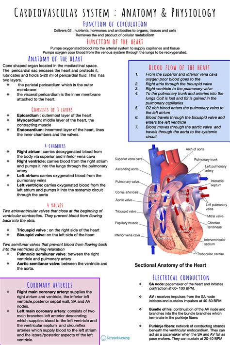 Chapter 18:The cardiovascular system, answer key to study guide Ebook PDF