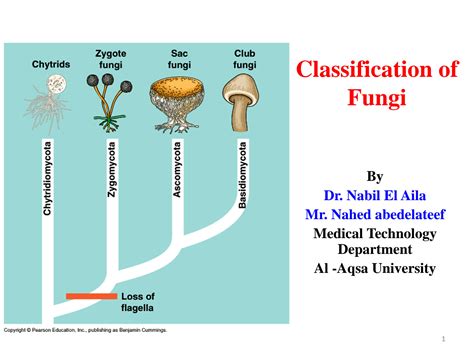 Chapter 21 2 Classification Of Fungi Answers PDF