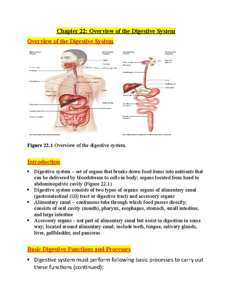 Chapter 23 Digestive System Answers PDF