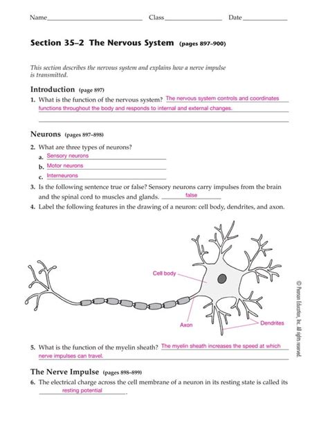 Chapter 35 Nervous System Study Guide Answers PDF