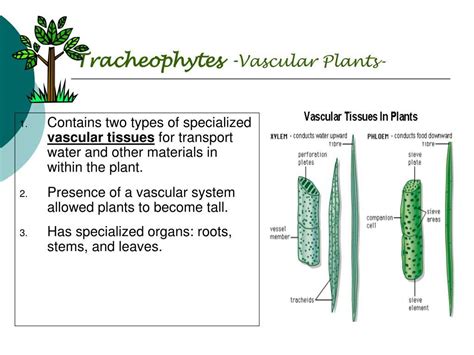 Chapter 36 Plant Transport Study Guide Answers Reader