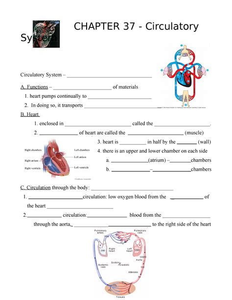 Chapter 37 Circulatory System Answer Key Reader