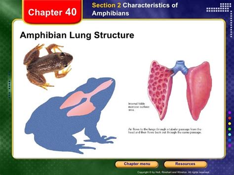 Chapter 40 Amphibians Study Guide Answers Doc