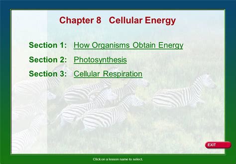 Chapter 8 Cellular Energy: Knowt.io