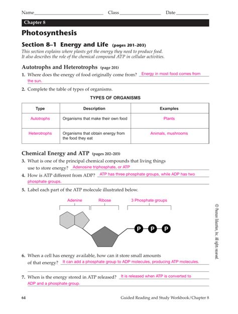 Chapter 8 Photosynthesis Reviewing Key Concepts Answer Doc