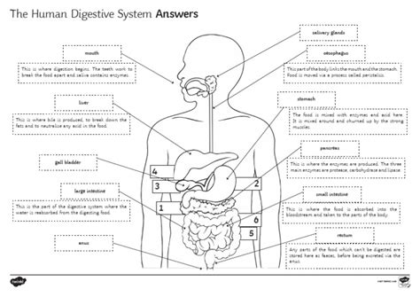 Chapter 8 The Digestive System Answers PDF