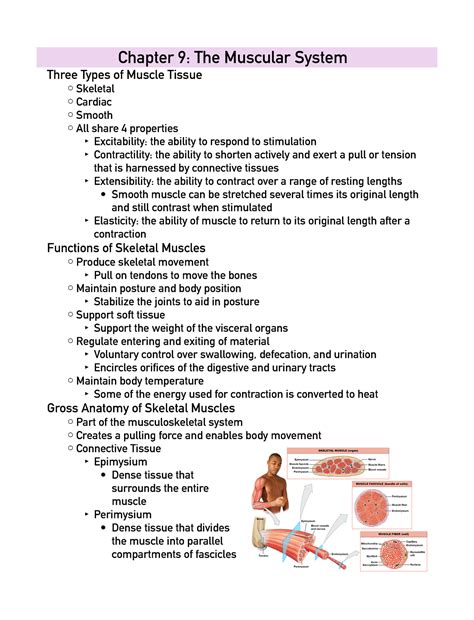 Chapter 9 Muscle Tissue Answer Key Epub