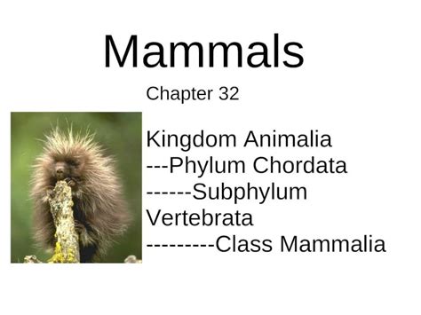 Chapter32 Mammals Section 32 2 Answer Reader