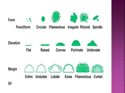 Characteristics and Morphology