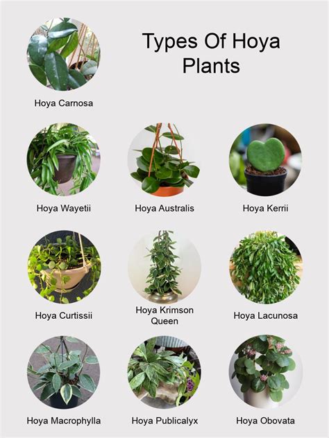 Characteristics of Hoyas