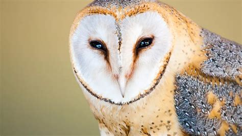 Characteristics of Strigidae: 10 Fascinating Traits of Owls