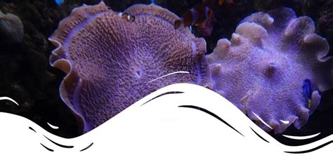 Characteristics of Tops Coral