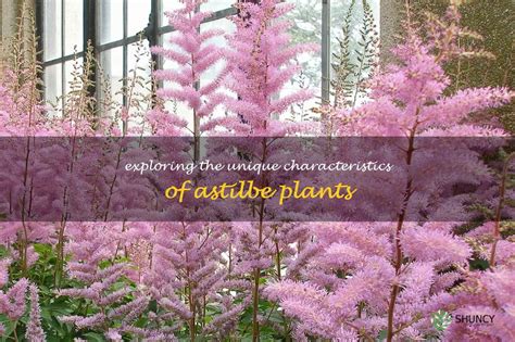 Characteristics of Willow Astilbe