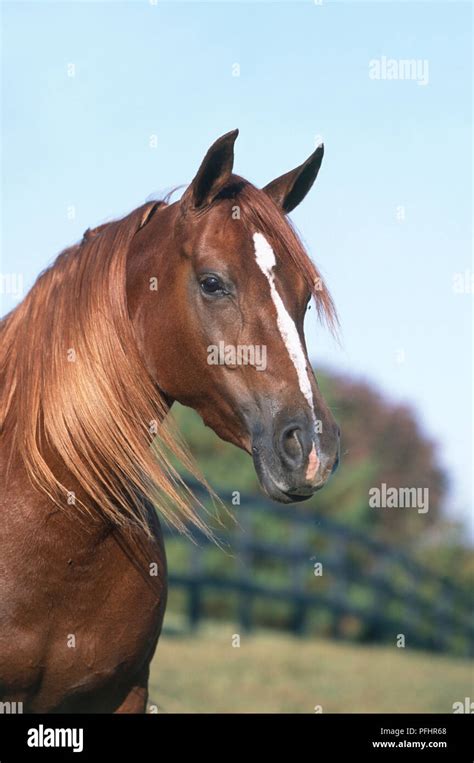 Characteristics of the Arabian Chestnut Horse