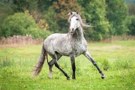 Characteristics of the Dapple Grey Andalusian